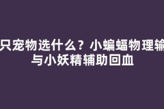 首只宠物选什么？小蝙蝠物理输出与小妖精辅助回血