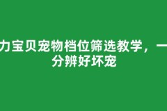 魔力宝贝宠物档位筛选教学，一眼分辨好坏宠
