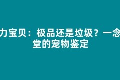 魔力宝贝：极品还是垃圾？一念天堂的宠物鉴定