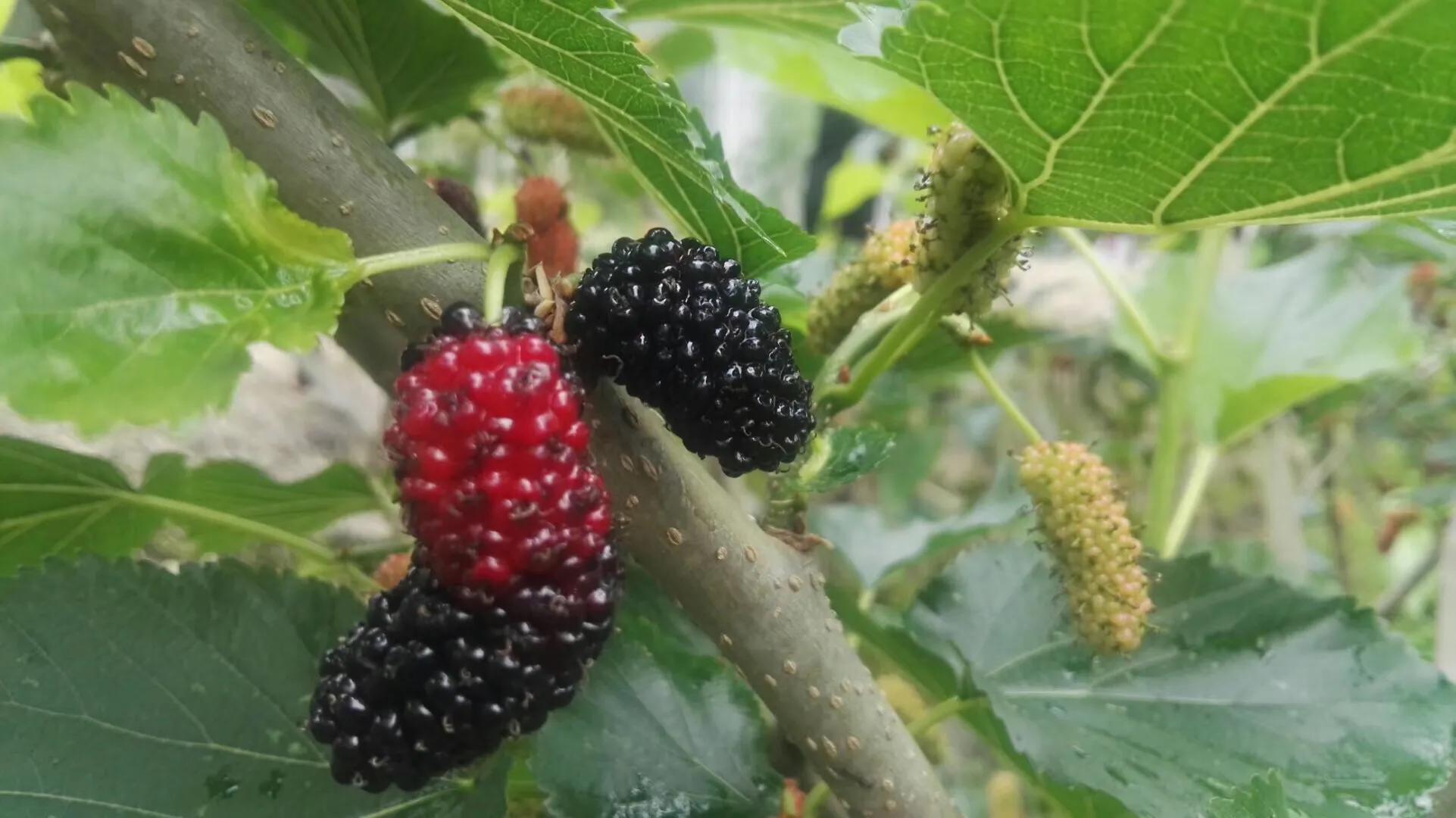 餐具上的细菌有多少？定期消毒很重要​