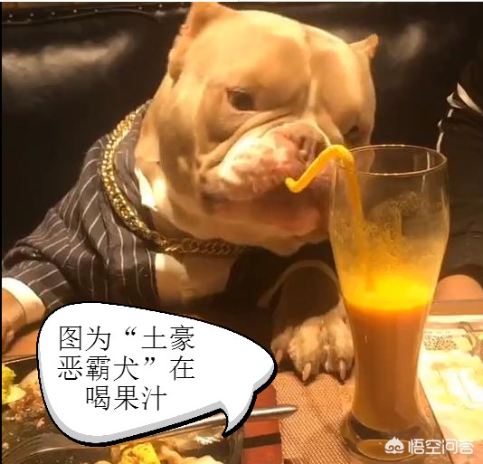 宠物餐具也要讲究，选对了狗狗更爱吃饭​